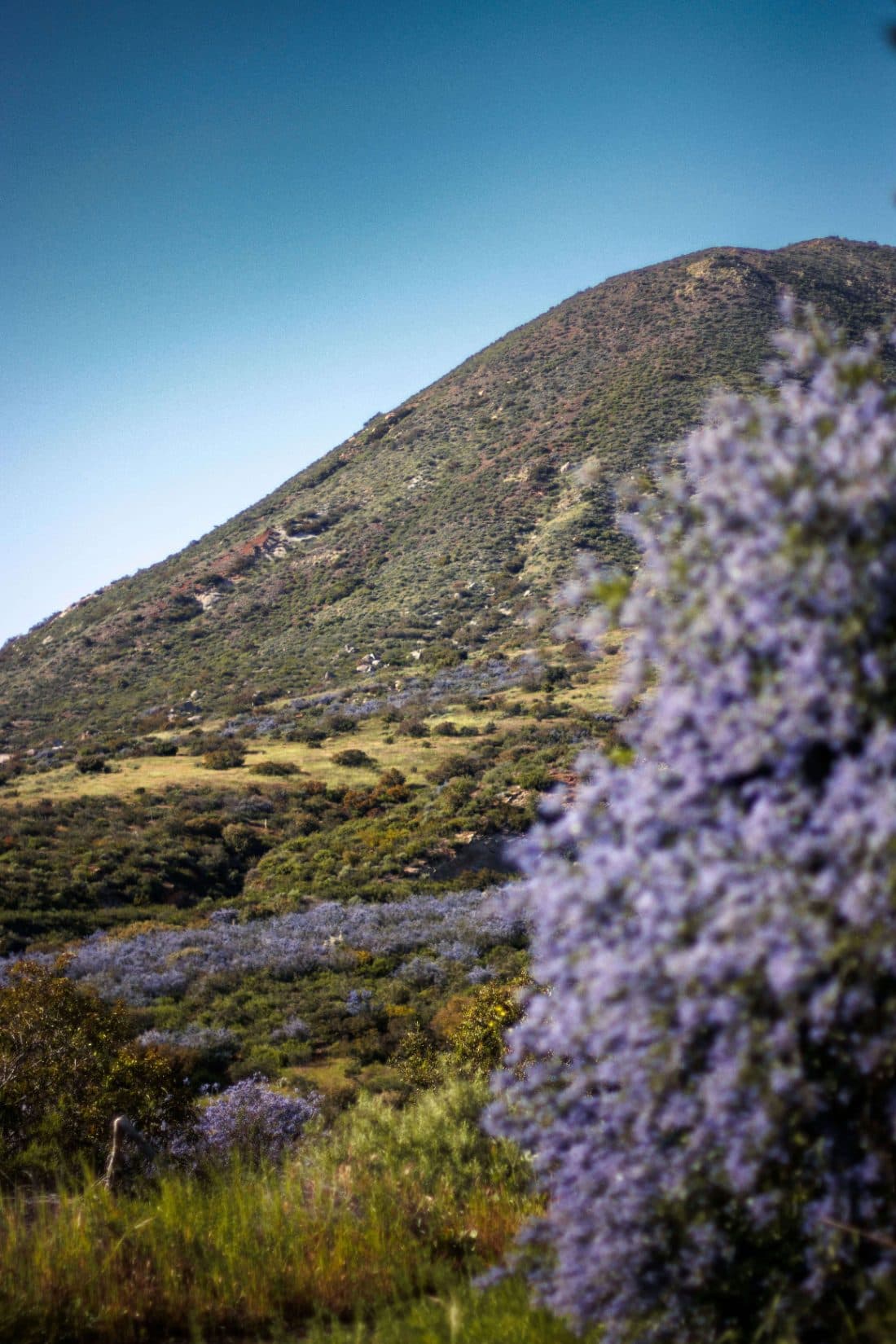 Rolling inland North San Diego County hillside with native chaparral and wildflowers near Valley Center